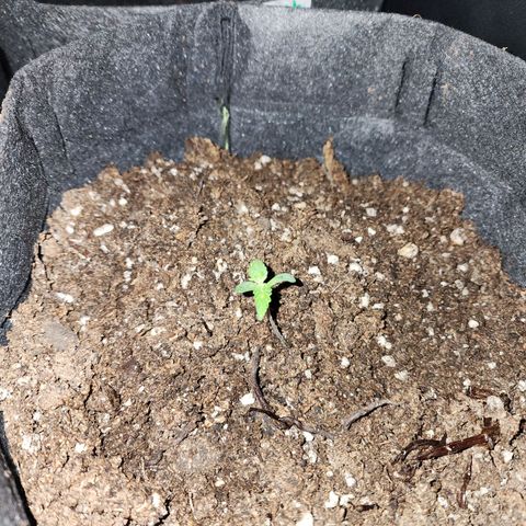 Girl Scout Cookies Auto growlog timeline photo