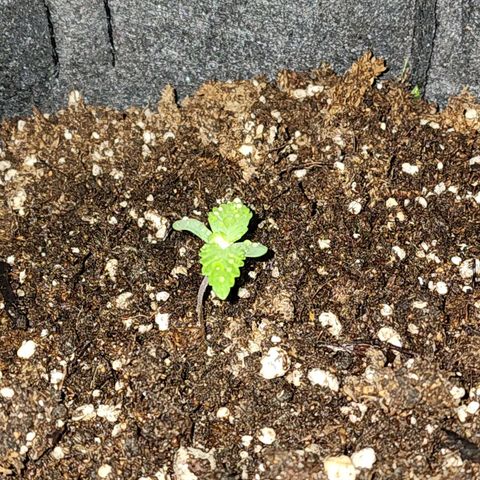 Sour Diesel Auto growlog timeline photo
