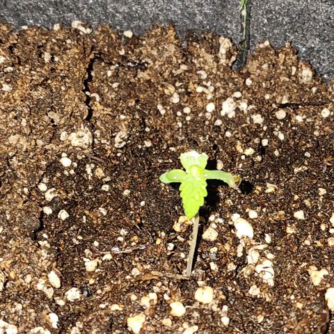OG Kush Auto growlog timeline photo