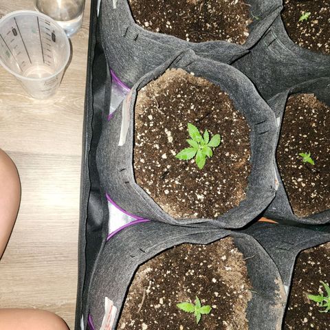 Sour Diesel Auto growlog timeline photo