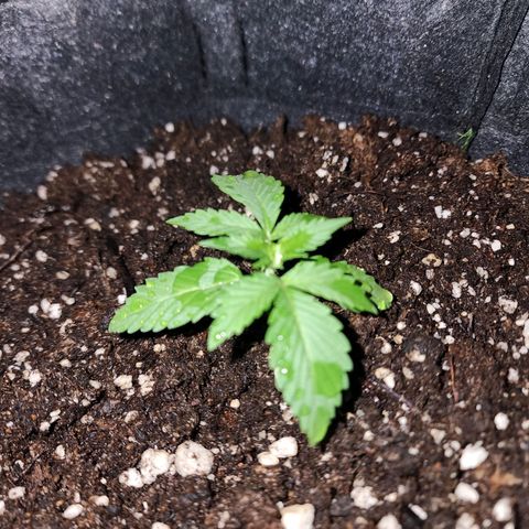 Sour Diesel Auto growlog timeline photo