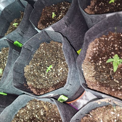 Girl Scout Cookies Auto growlog timeline photo