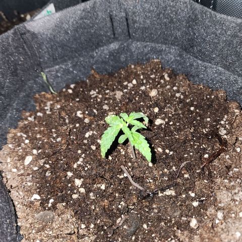 Girl Scout Cookies Auto growlog timeline photo