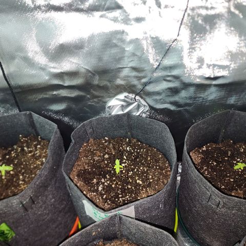 OG Kush Auto growlog timeline photo