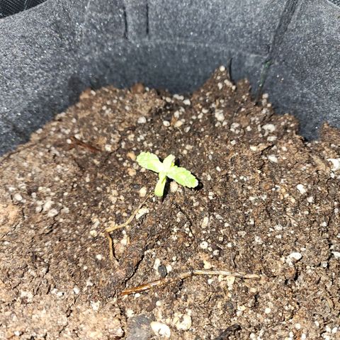 OG Kush Auto growlog timeline photo