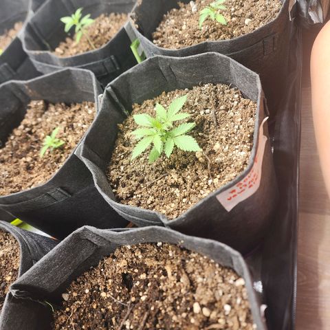 Sour Diesel Auto growlog timeline photo