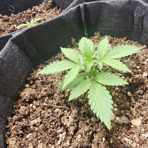 Sour Diesel Auto growlog timeline photo