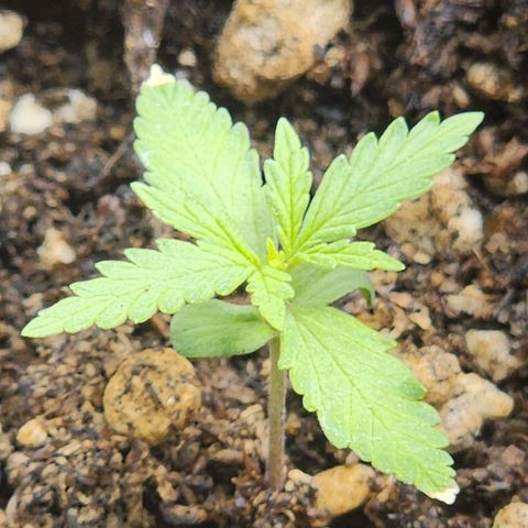 Girl Scout Cookies Auto growlog timeline photo