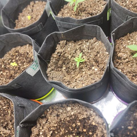 Girl Scout Cookies Auto growlog timeline photo