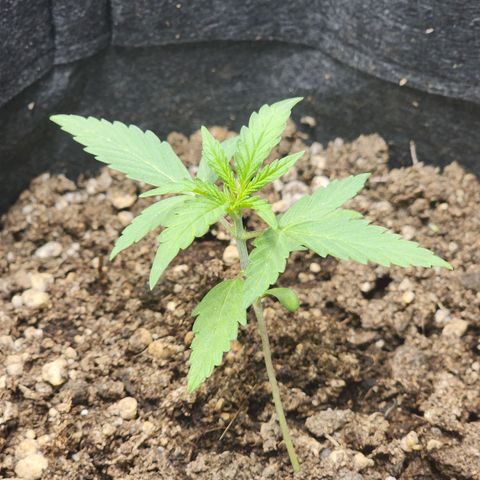 Girl Scout Cookies Auto growlog timeline photo