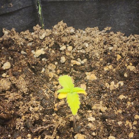 OG Kush Auto growlog photo: Levemente amareladas, crescendo menos