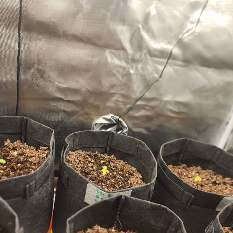 OG Kush Auto growlog photo: Levemente amareladas, crescendo menos