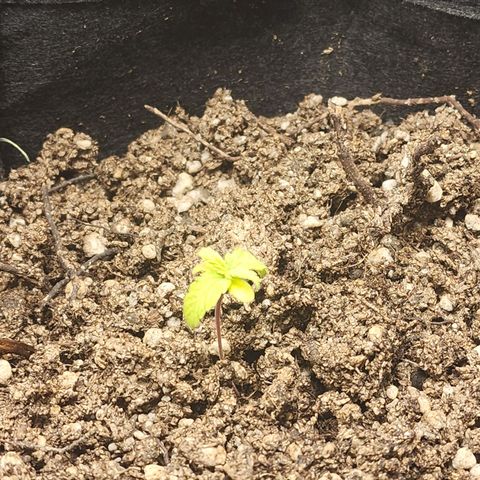 OG Kush Auto growlog photo: Levemente amareladas, crescendo menos