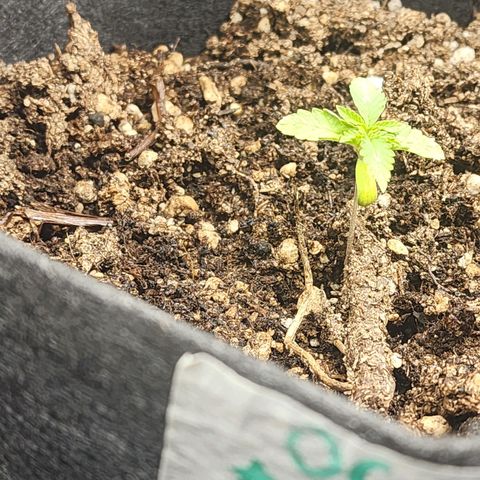 OG Kush Auto growlog timeline photo