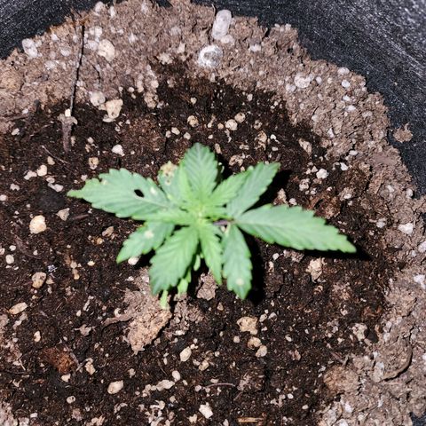 Sour Diesel Auto growlog photo: Uma lagarta maldita!