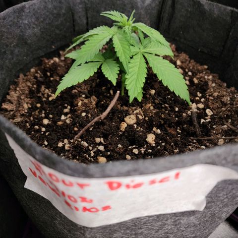 Sour Diesel Auto growlog timeline photo