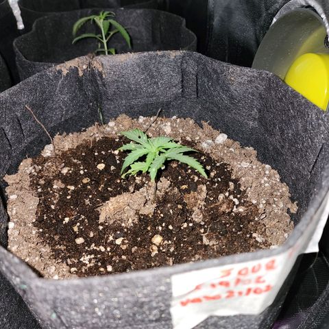 Sour Diesel Auto growlog timeline photo