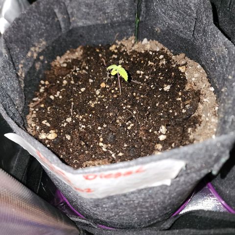 Sour Diesel Auto growlog timeline photo