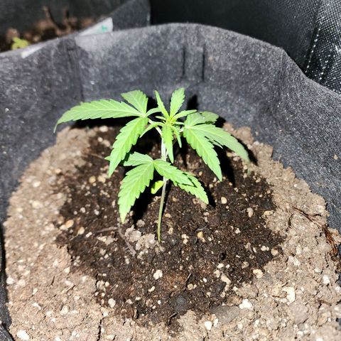 Girl Scout Cookies Auto growlog photo: Girls #1 - a que menos cresceu das 3
Girls # 2 - tá bem ! Crescendo ! 
Girls # 3 a maior de todas!