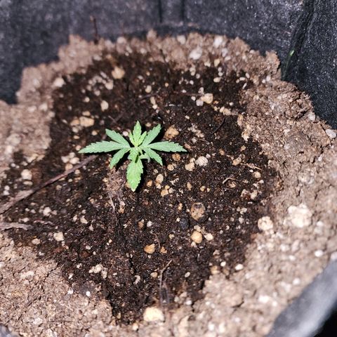 Girl Scout Cookies Auto growlog photo: Girls #1 - a que menos cresceu das 3
Girls # 2 - tá bem ! Crescendo ! 
Girls # 3 a maior de todas!