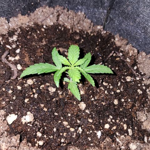 Girl Scout Cookies Auto growlog photo: Girls #1 - a que menos cresceu das 3
Girls # 2 - tá bem ! Crescendo ! 
Girls # 3 a maior de todas!