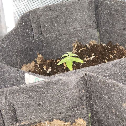 OG Kush Auto growlog photo: Og#1
Og#2
Og#3 cresceu pouquinho mais
Sofreram com o fert acredito, só receberam água, estão estagnadas e amareladas