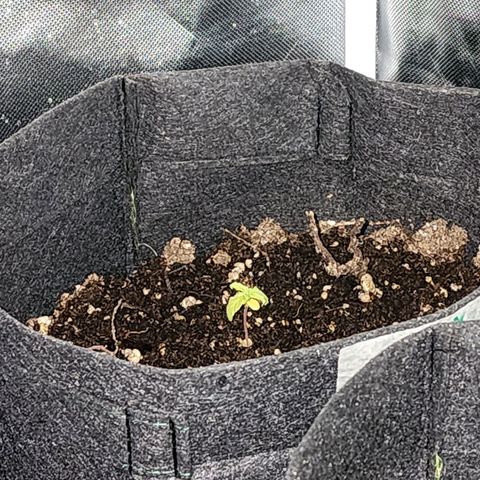 OG Kush Auto growlog photo: Og#1
Og#2
Og#3 cresceu pouquinho mais
Sofreram com o fert acredito, só receberam água, estão estagnadas e amareladas