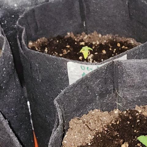 OG Kush Auto growlog photo: Og#1
Og#2
Og#3 cresceu pouquinho mais
Sofreram com o fert acredito, só receberam água, estão estagnadas e amareladas