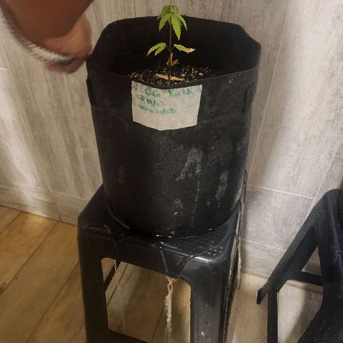 OG Kush Auto growlog timeline photo