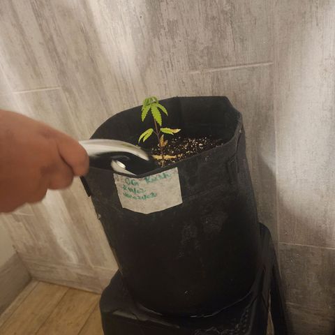 OG Kush Auto growlog timeline photo