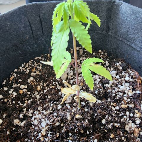 OG Kush Auto growlog timeline photo