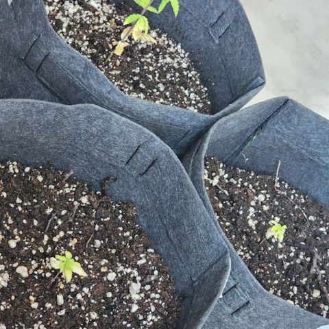 OG Kush Auto growlog timeline photo