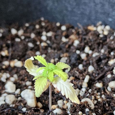 OG Kush Auto growlog timeline photo