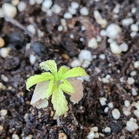 OG Kush Auto growlog timeline photo