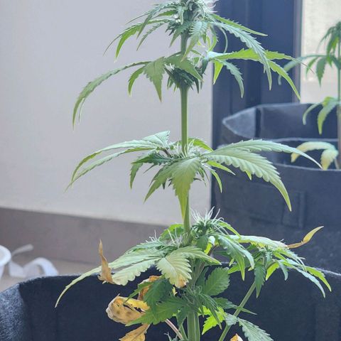 Sour Diesel Auto growlog timeline photo