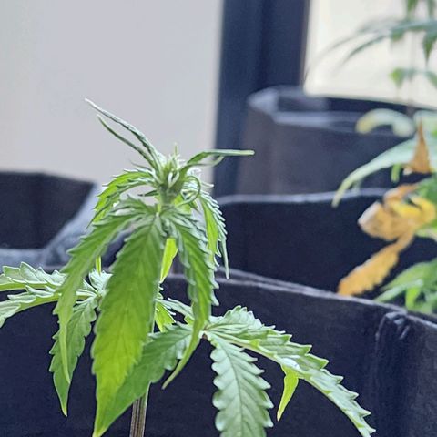 Sour Diesel Auto growlog timeline photo