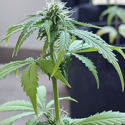 Sour Diesel Auto growlog timeline photo