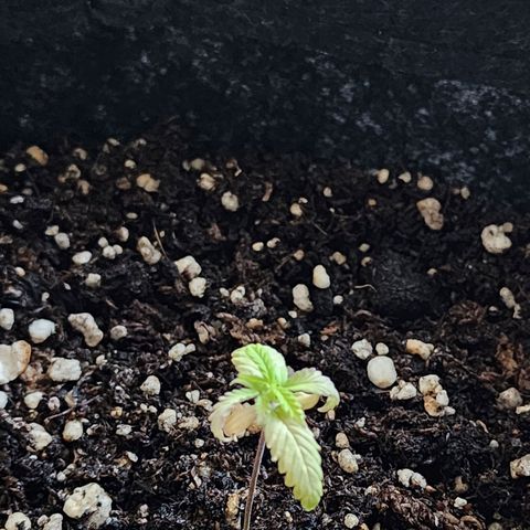 Sour Diesel Auto growlog timeline photo