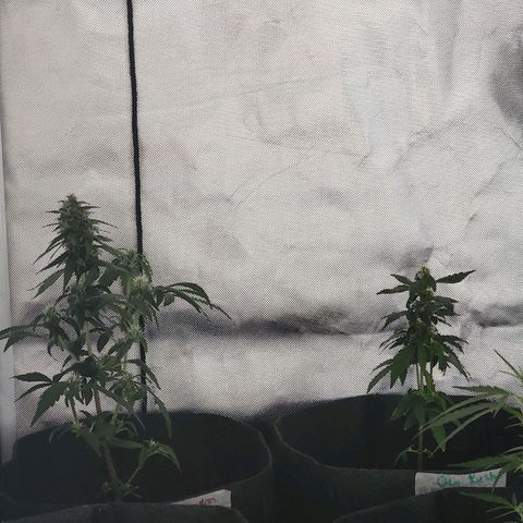 OG Kush Auto growlog timeline photo