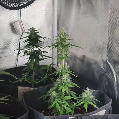 OG Kush Auto growlog timeline photo