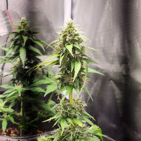 Sour Diesel Auto growlog timeline photo