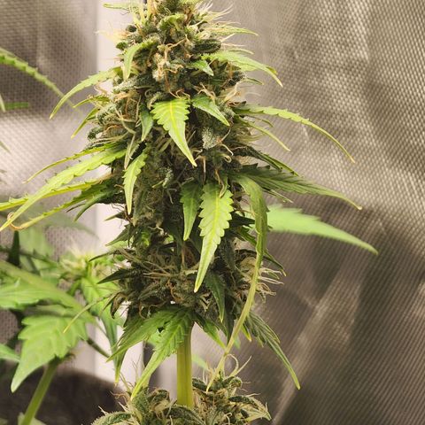 Sour Diesel Auto growlog timeline photo
