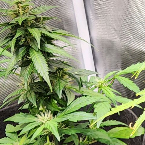 Girl Scout Cookies Auto growlog timeline photo