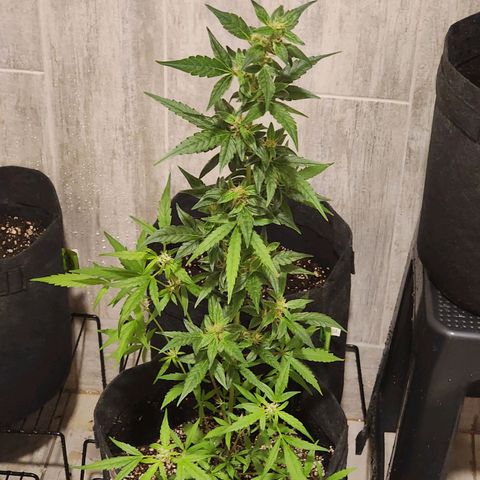 Sour Diesel Auto growlog timeline photo