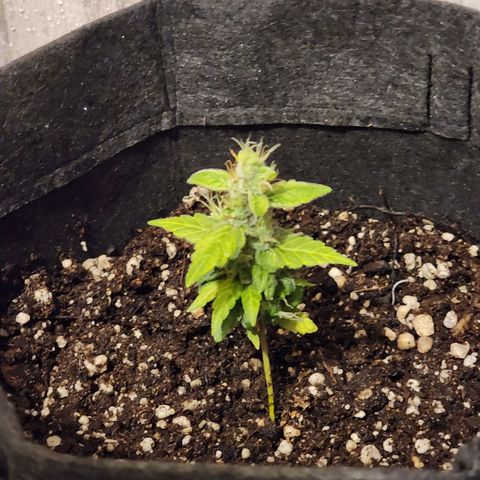 Sour Diesel Auto growlog timeline photo