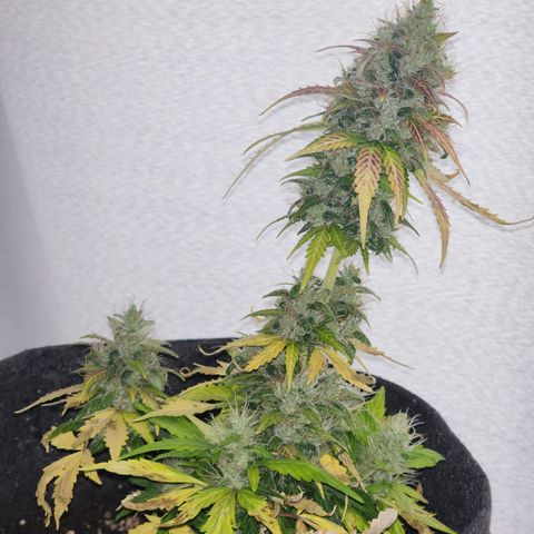 Sour Diesel Auto growlog timeline photo