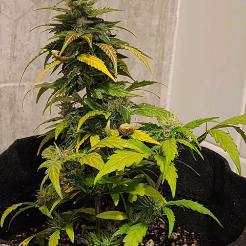 Girl Scout Cookies Auto growlog timeline photo