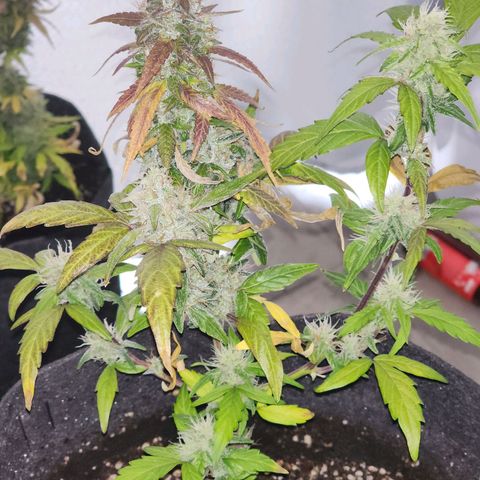 Girl Scout Cookies Auto growlog timeline photo