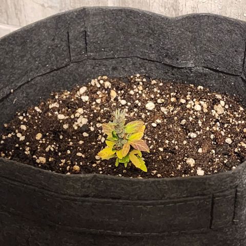 OG Kush Auto growlog timeline photo