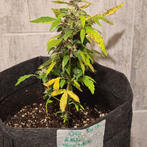 OG Kush Auto growlog timeline photo
